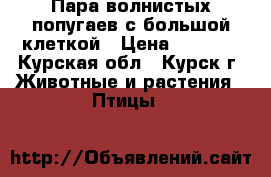 Пара волнистых попугаев с большой клеткой › Цена ­ 1 000 - Курская обл., Курск г. Животные и растения » Птицы   
